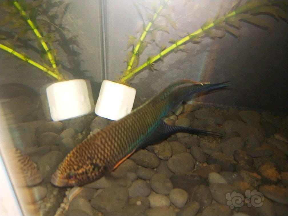 【斗鱼】精选越黑斗鱼