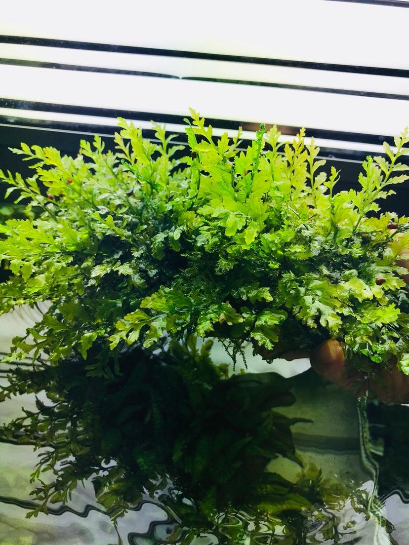 矮种黑木蕨 细叶铁-图4