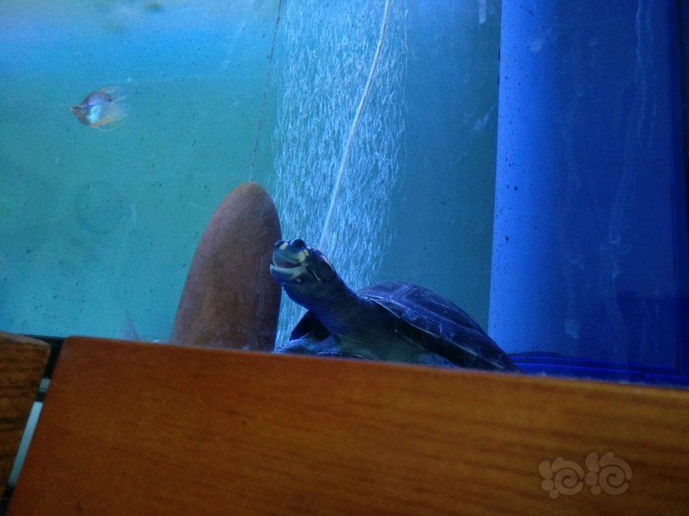 【出售】【出售】小型热带鱼已开赠送贴跟贴赠送记，乌龟在唱歌，-图6