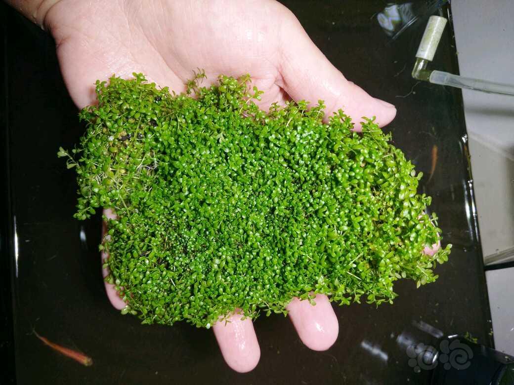 【出售】出售迷你矮珍珠