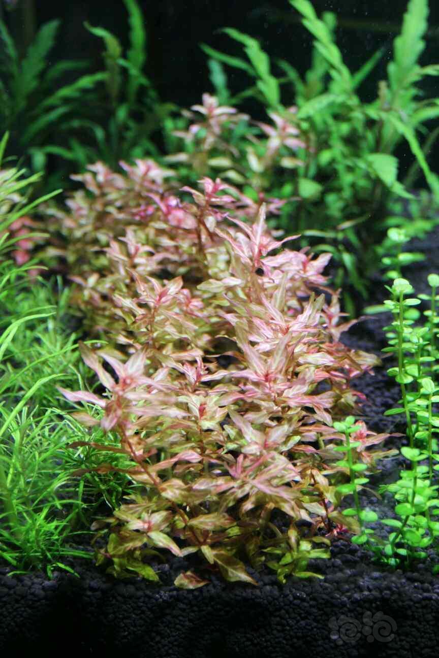 【水草】出售水晶莫斯,开缸草