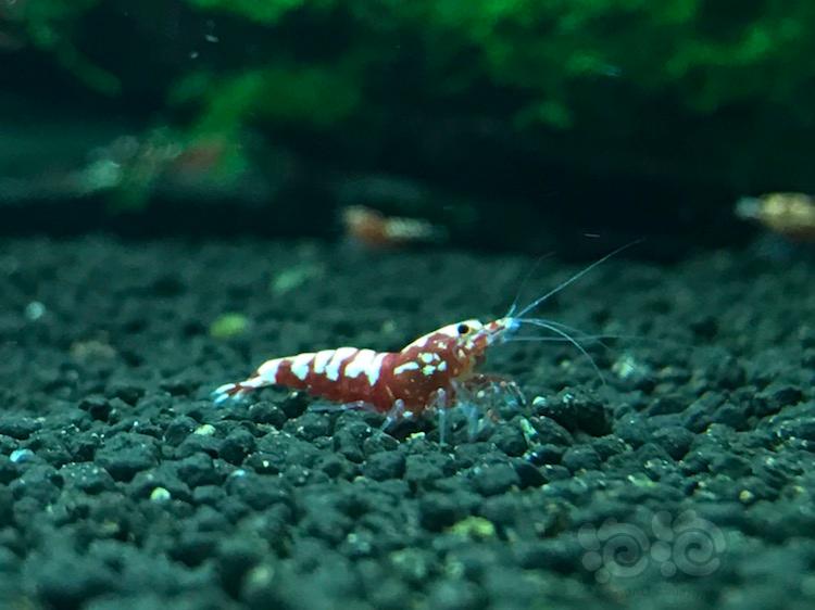 【虾】2018-6-5#RMB拍卖红银河鱼骨4只-图4