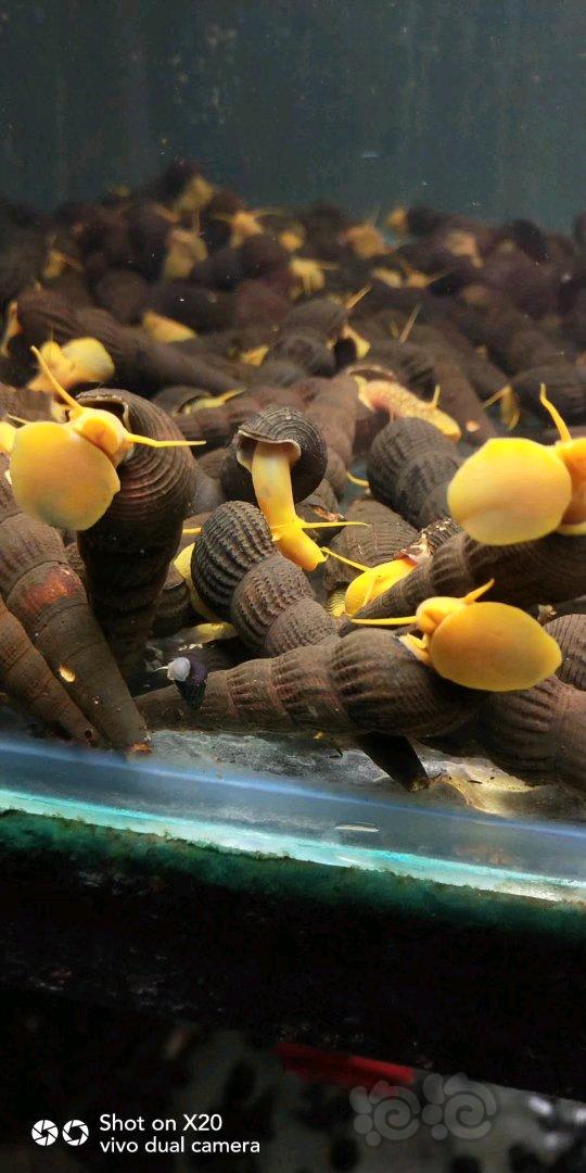 黑金刚螺，斑马螺，杀手螺，大和藻虾，鲍鱼螺，橙兔螺-图4