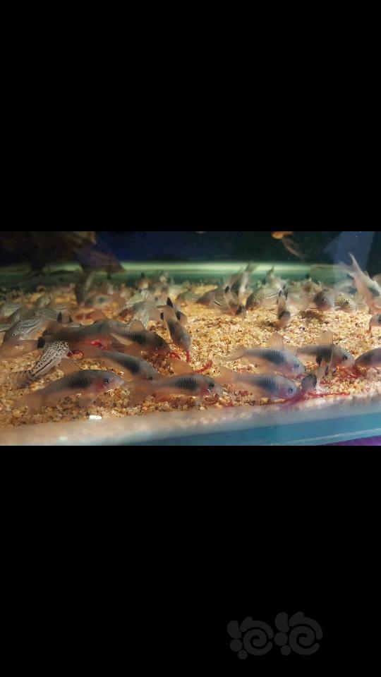 【热带鱼】出售些练手鼠鱼和自家繁殖的小橙兔螺-图2