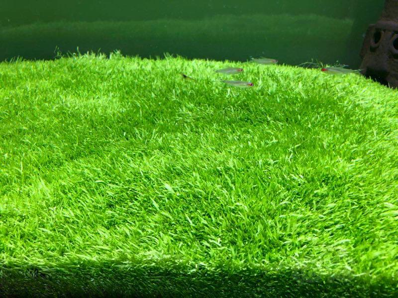 挖耳草换点电费