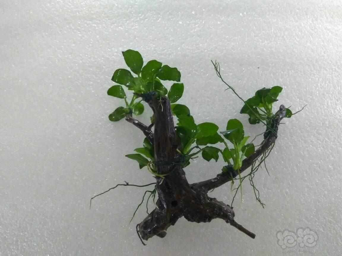 迷你水榕造型栖根