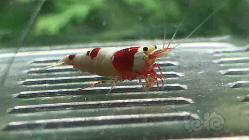 【虾】2018-08-01＃RMB拍卖红白水晶公虾一只-图6