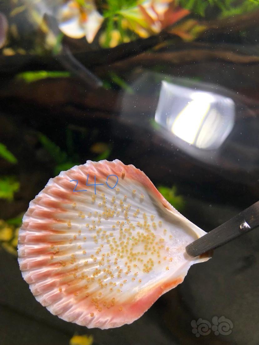 短鲷我家小母波第一次产的卵还挺厉害的嘻嘻
