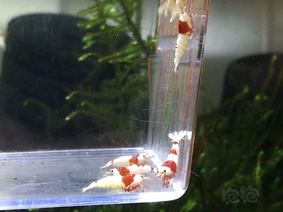 【出售】黑金红头鼠鱼F1，红白水晶虾-图5