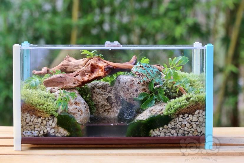 【】分享周末做的两个微型景观养螳螂和角蛙-图2