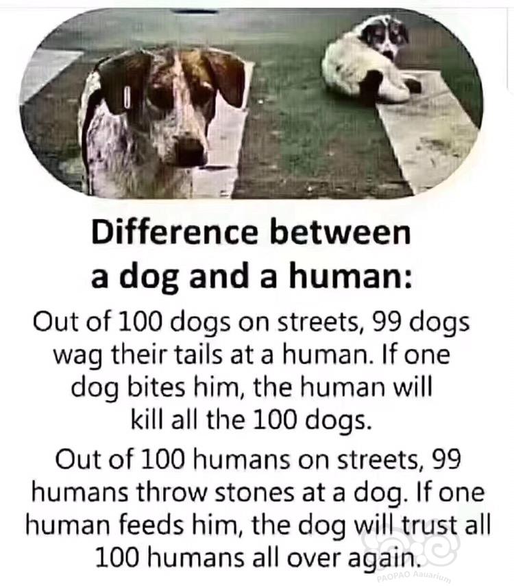 人和狗的区别。。。-图1