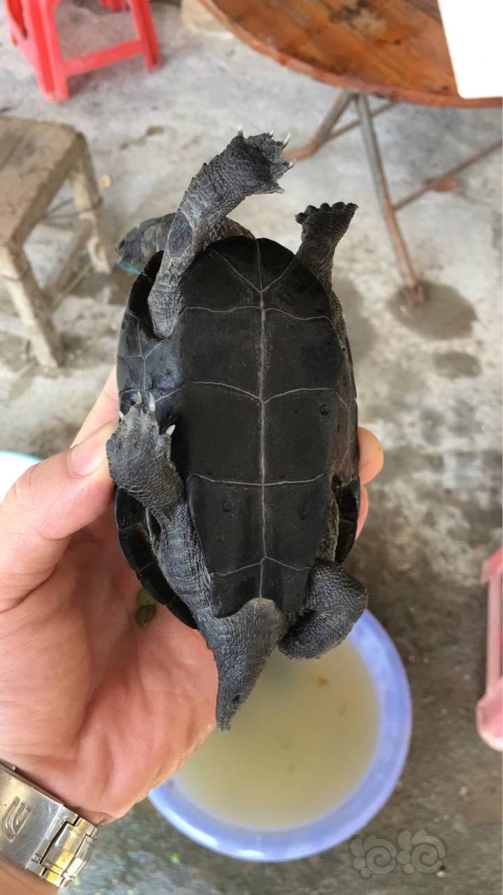 外塘墨龟,7-8cm - 泡泡水族