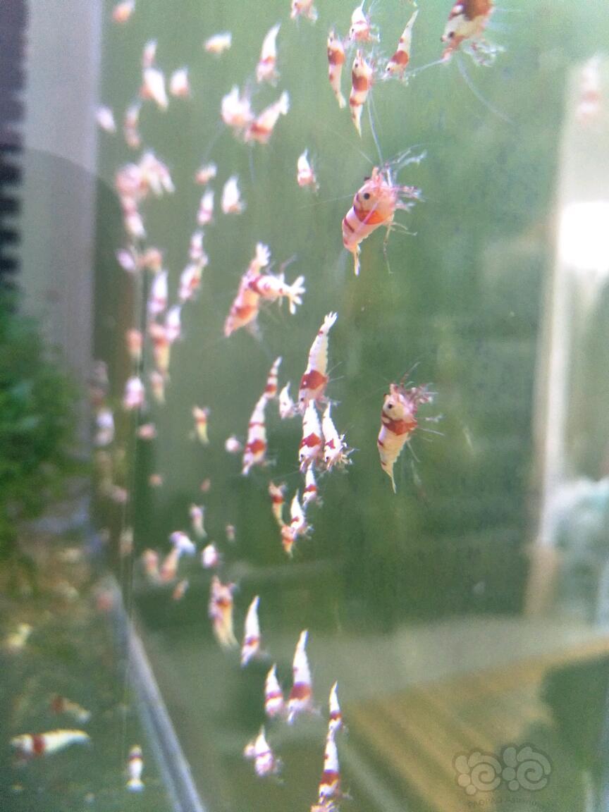 【出售】纯血红白水晶虾-图2