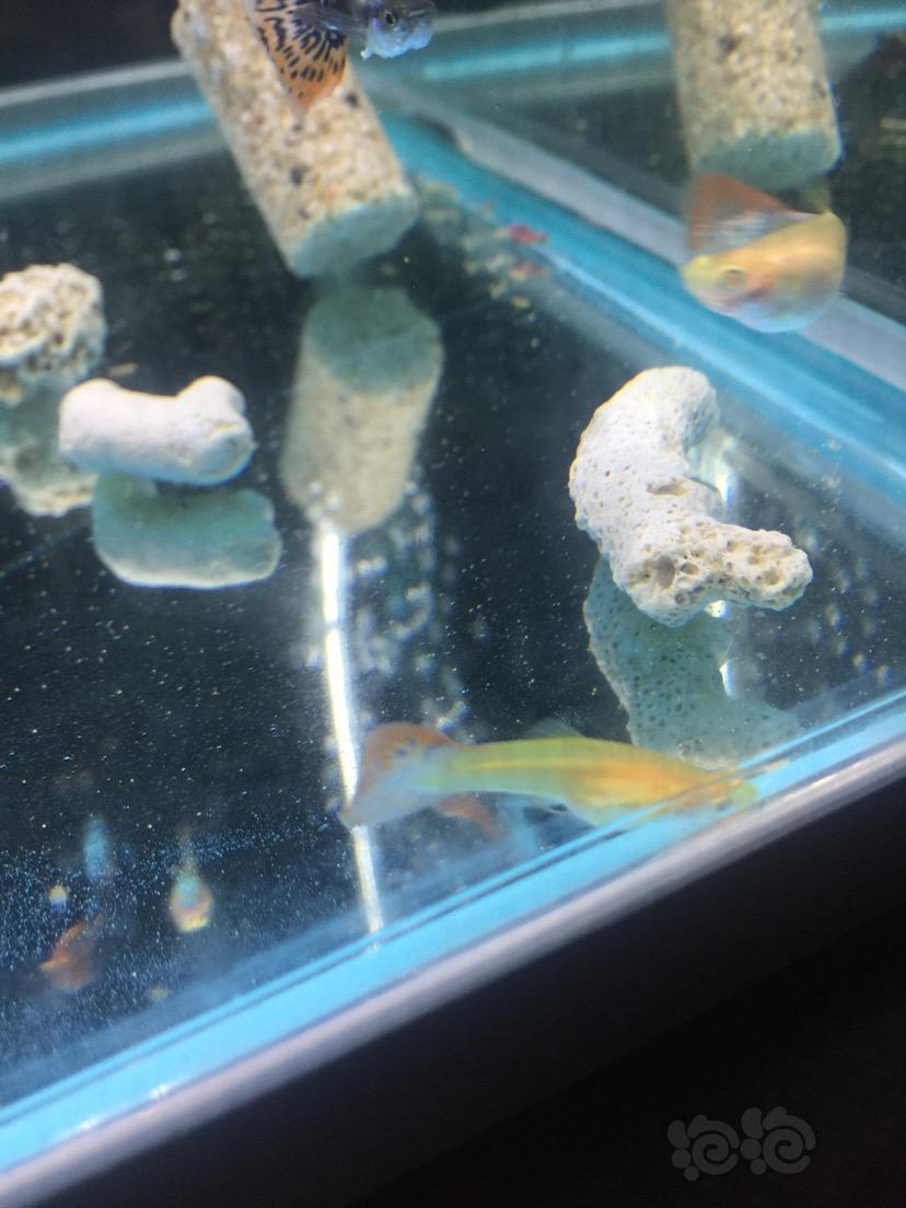 孔雀魚看這是什麼蟲