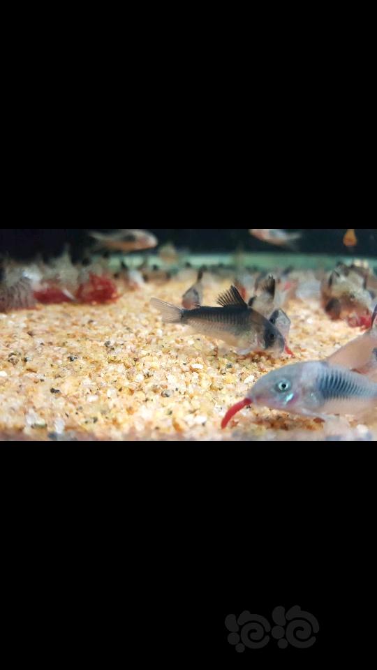 【热带鱼】出售些练手鼠鱼和自家繁殖的小橙兔螺-图6