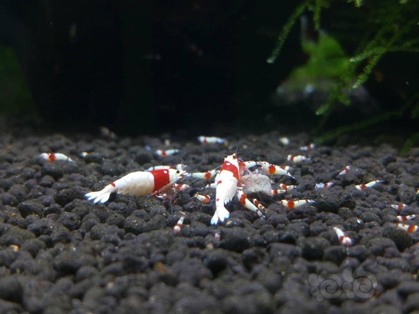 出纯血红白水晶虾（非练手）品质如图-图1