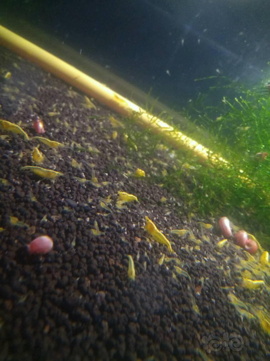 金背虾0812cm幼虾50只66包邮包损买一送三