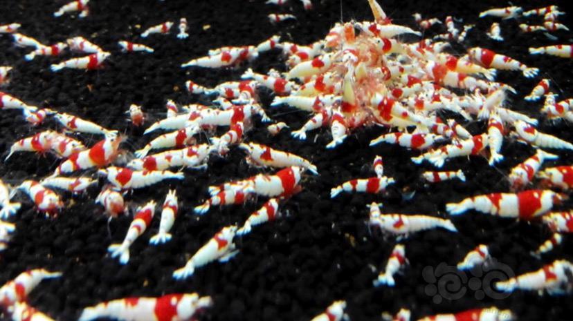 問一個水晶蝦與草缸的問題 泡泡水族