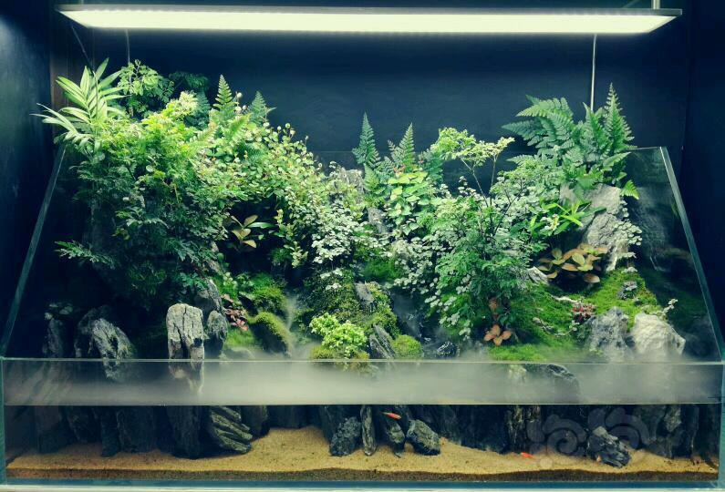 分享个水陆缸作品