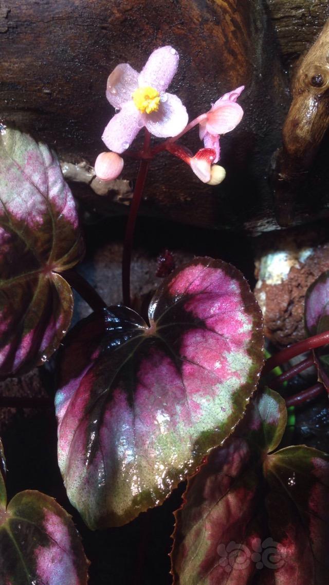 水陆灵芝仙草海棠花开