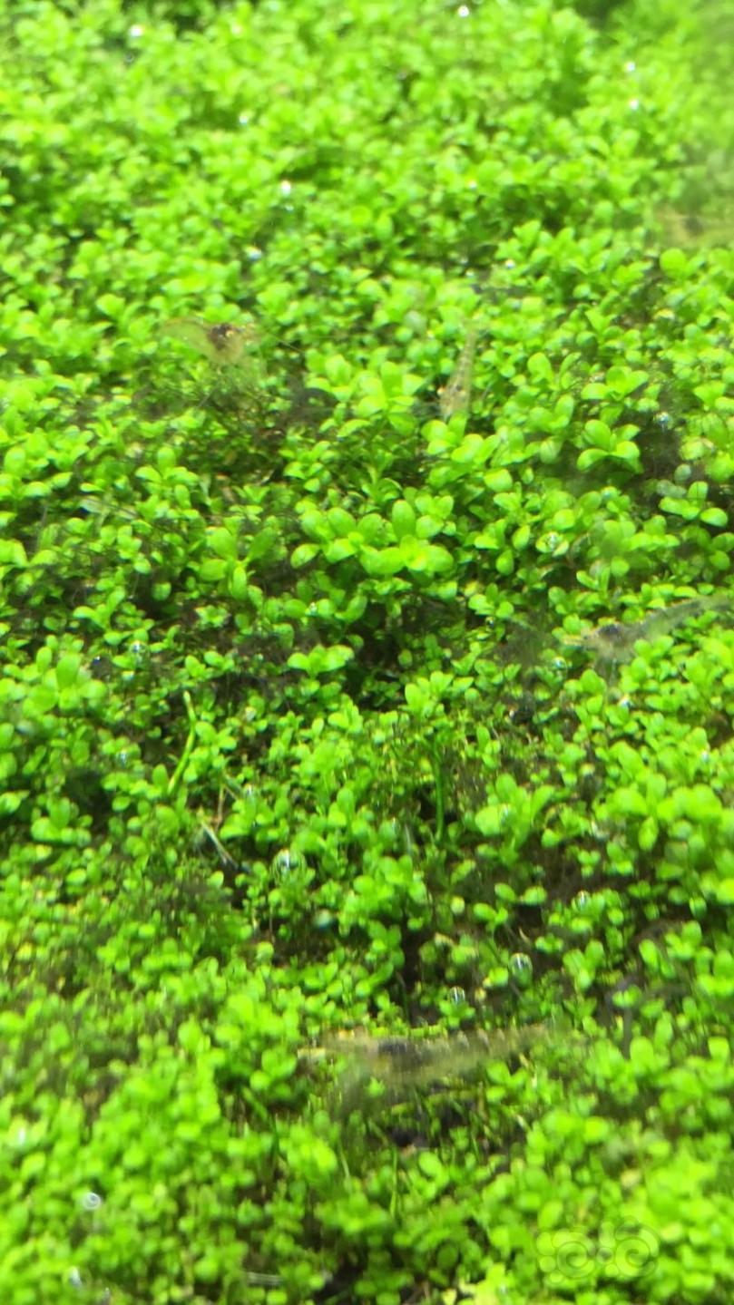 求助这是什么藻类？-图2