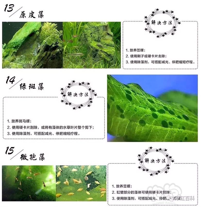 19中藻类照片以及方法-图6