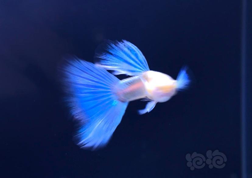 【孔雀魚】更新新一批的大背大尾藍白孔雀魚