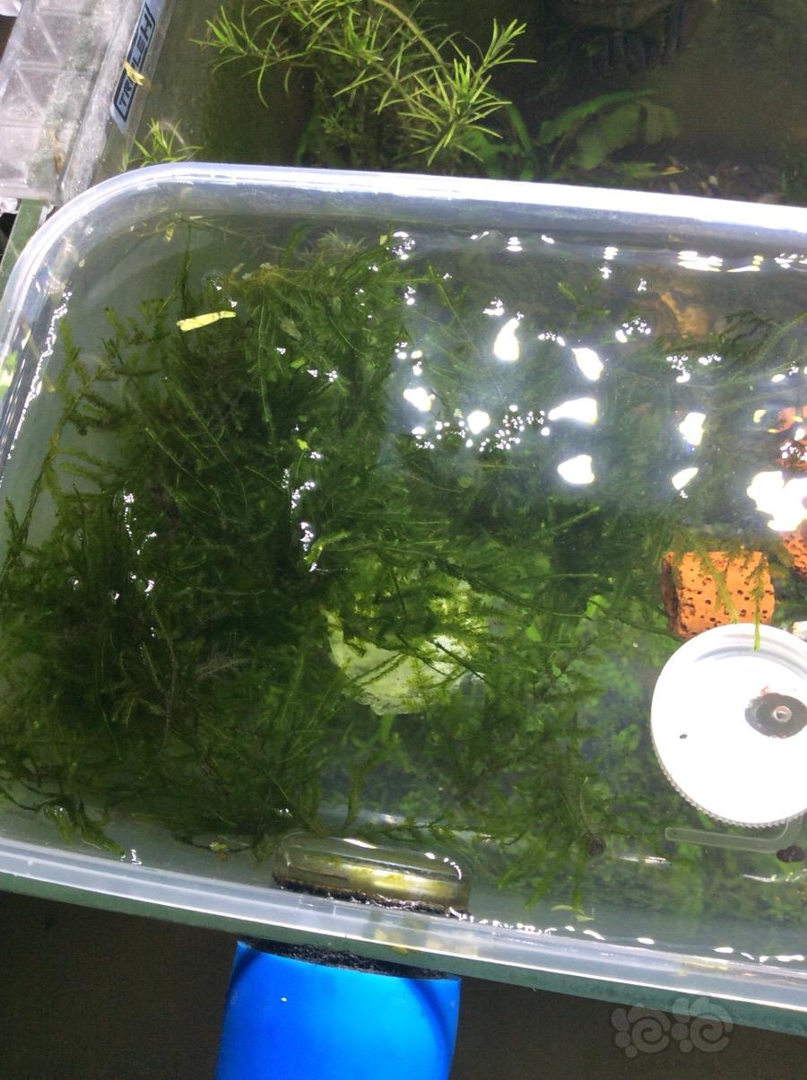 DIY了一个水晶虾隔离盒养虾，可行吗？（草缸里），15，20，5，厘米-图1