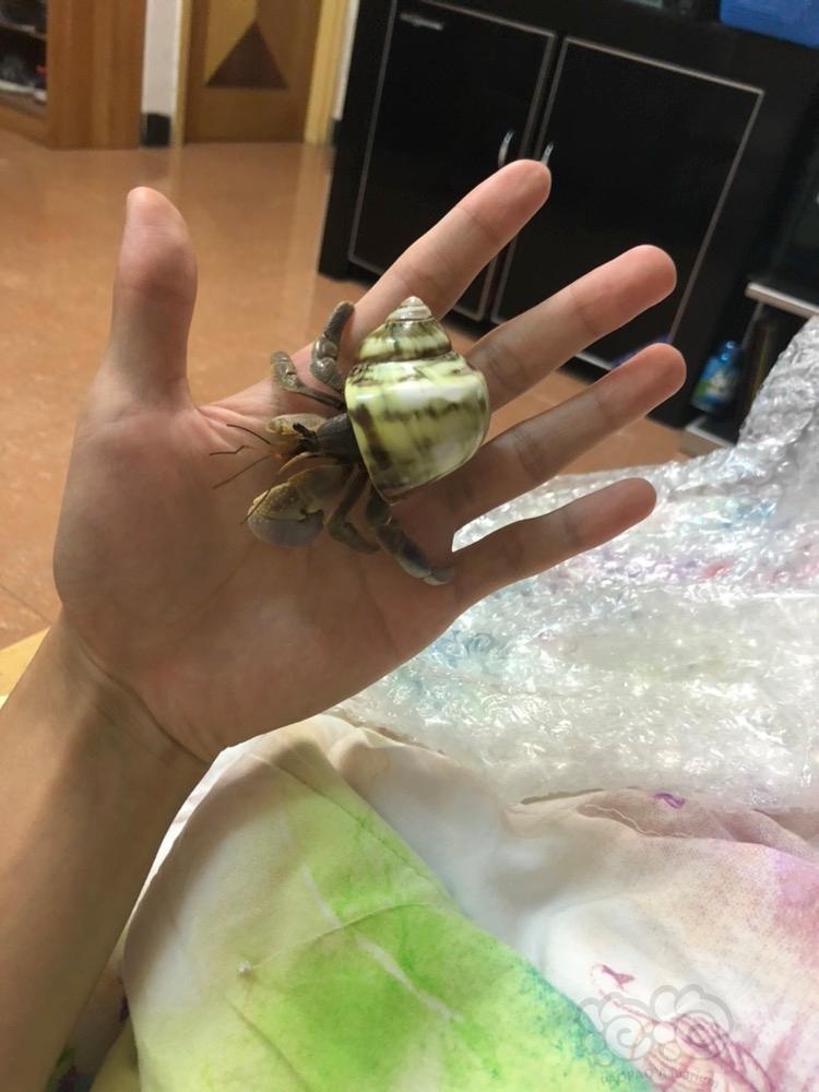 寄居蟹有没有一起交流的