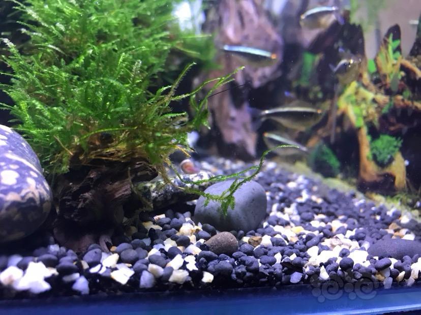 苹果螺居然生小螺了为什么只有一只