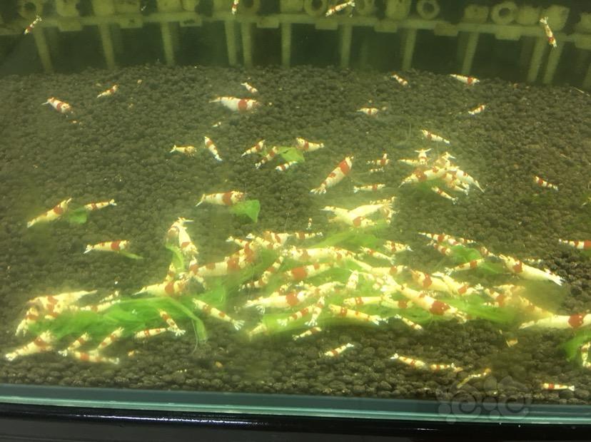 大庆地区出售纯血红白水晶虾-图6