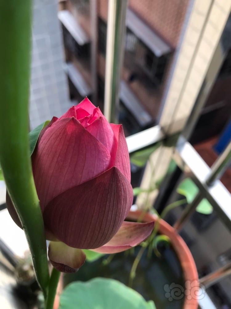 【水培】四个月的碗莲终于开花了-图2