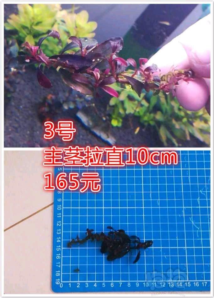【辣椒榕】【出售】11红 种源兰花开，定色野猪-图2