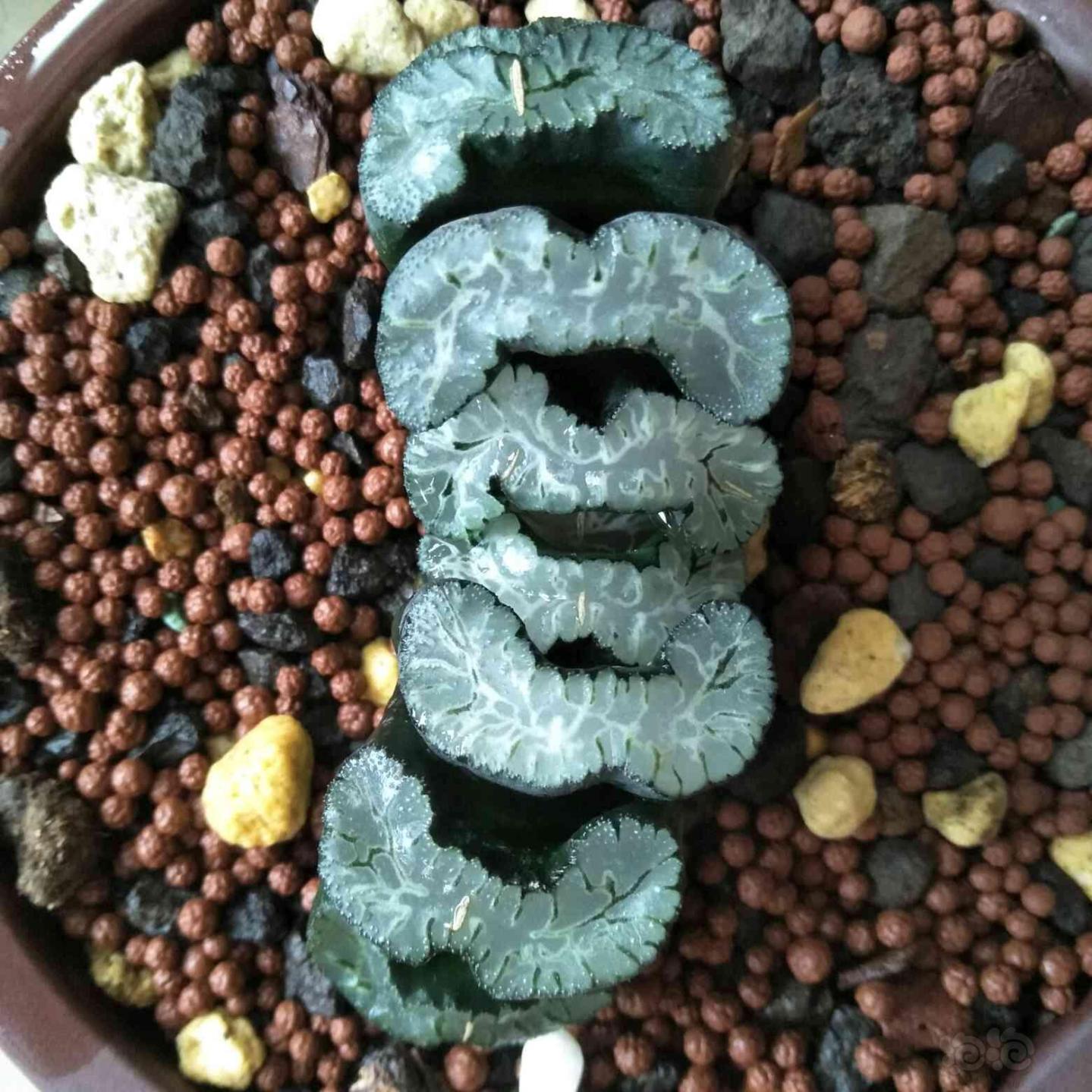 【十二卷】天热扇扇子.