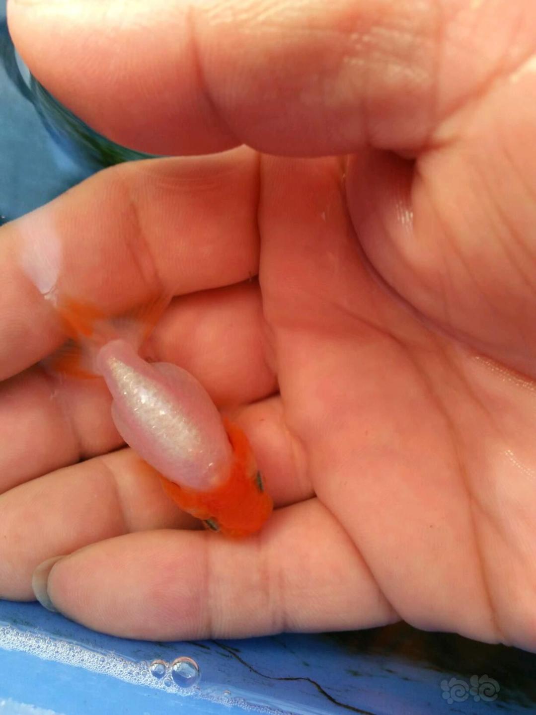 金鱼刚出生时候的图片图片