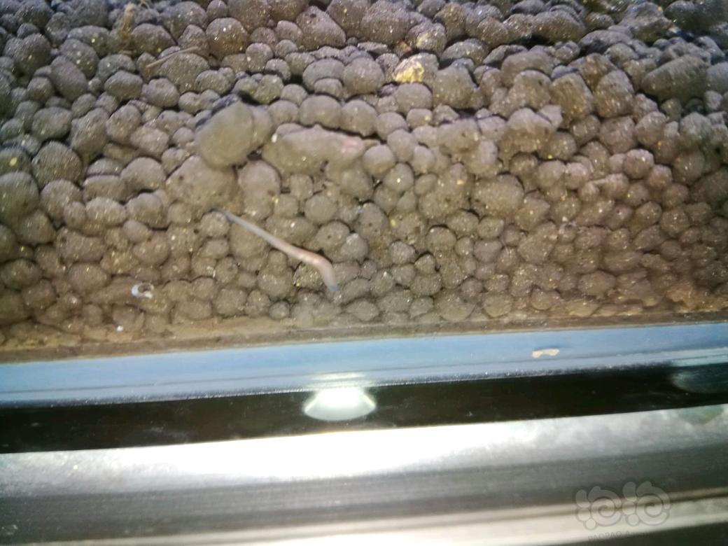 虾没暴缸,水蛭暴缸了