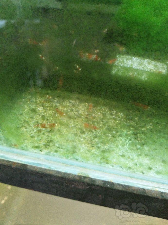 【虾】2018-07-20#RMB拍卖超级红水晶虾20只
。-图1