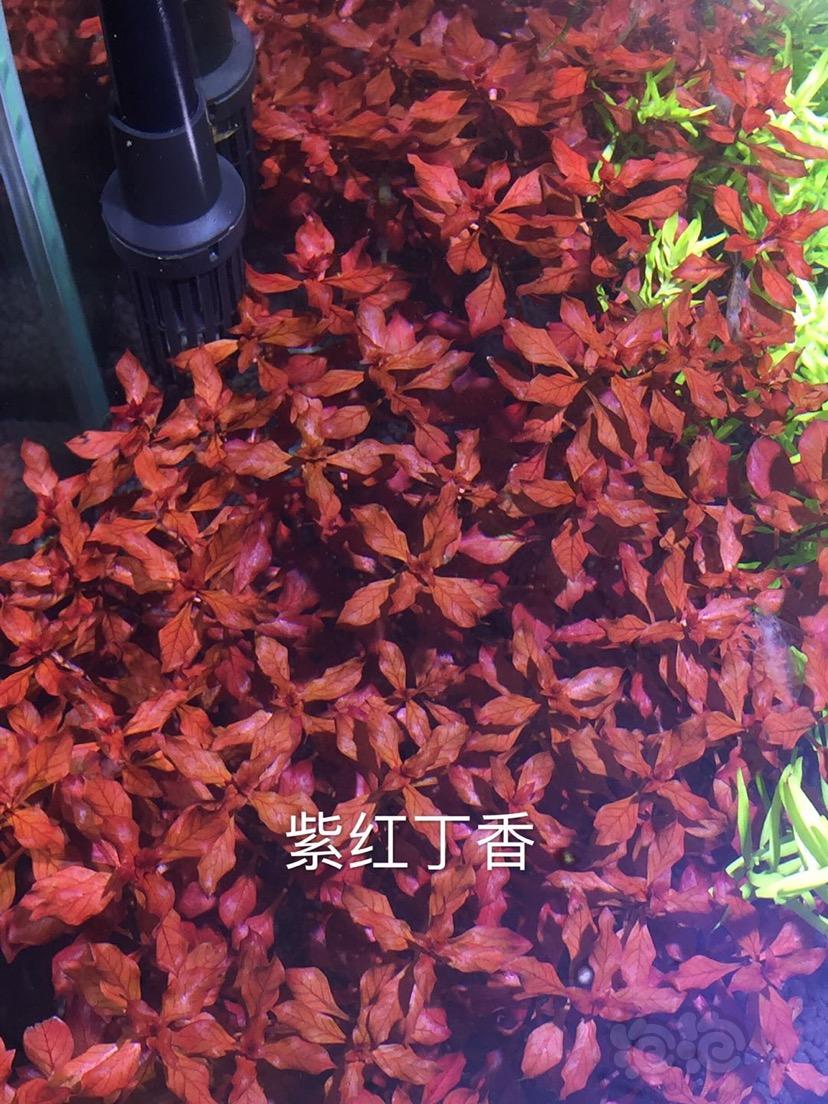【出售】水草 不锈钢莫斯网片带吸盘-图8