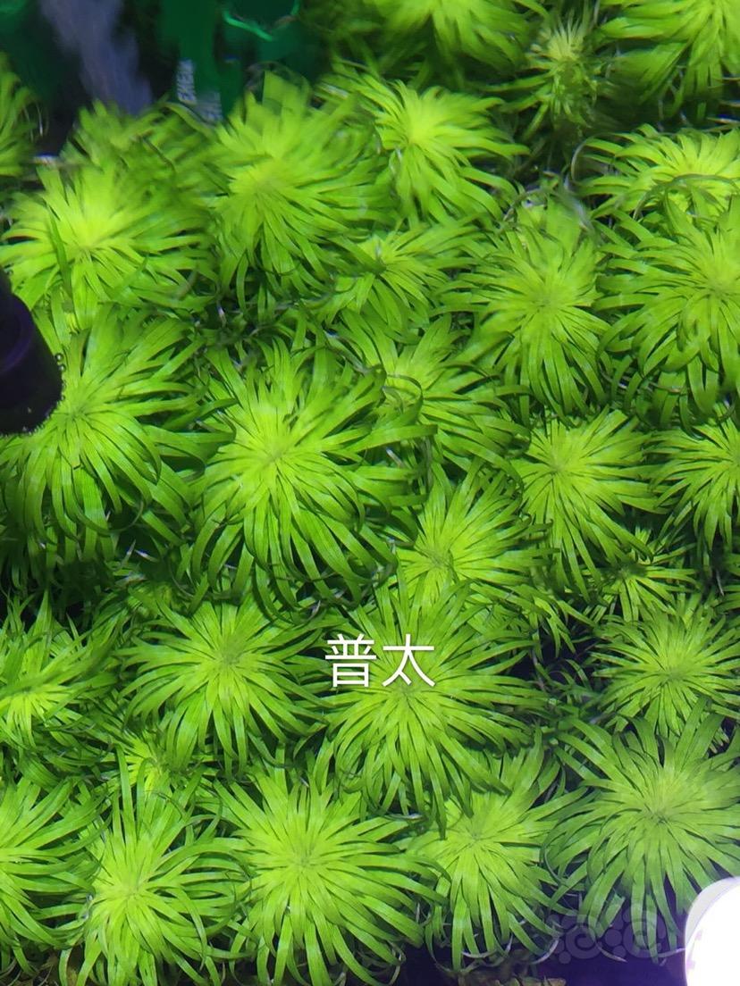 【出售】水草 不锈钢莫斯网片带吸盘-图1