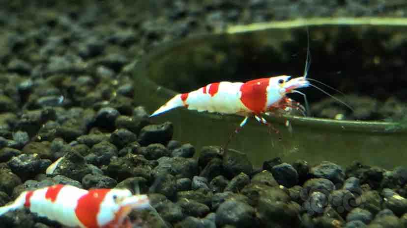 【虾】2018-08-01＃RMB拍卖红白水晶公虾一只-图4