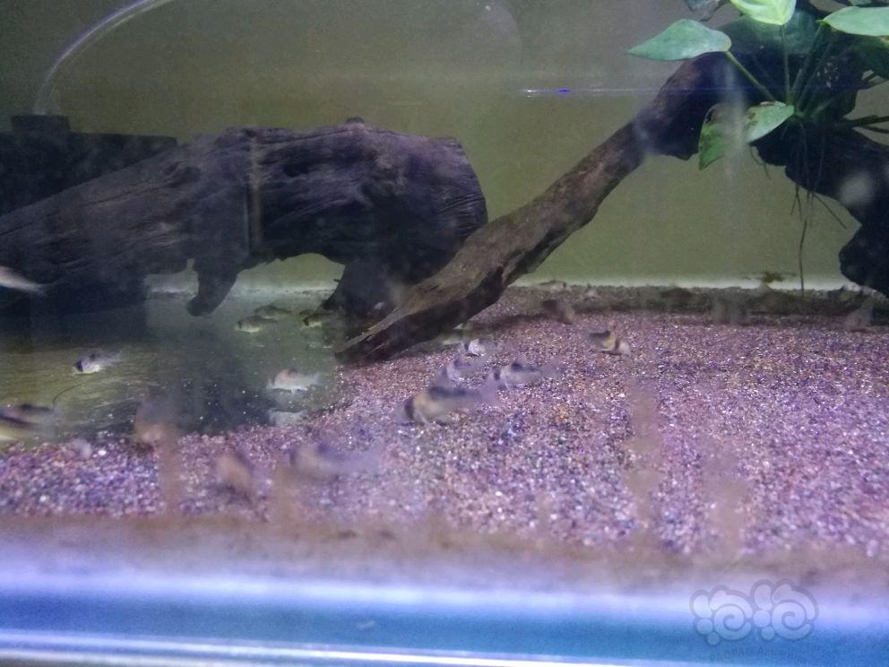 【出售】黑金红头鼠鱼F1，红白水晶虾-图2