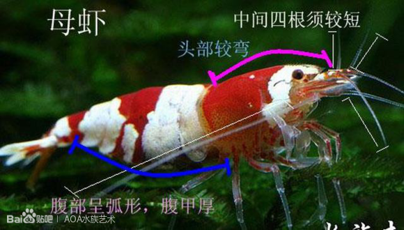 水晶虾公母的辨别-图1