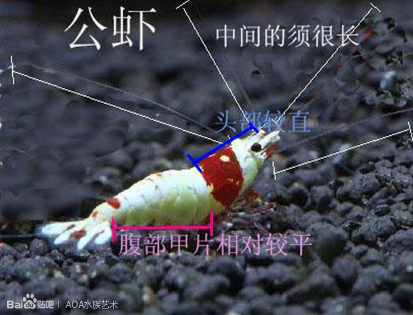 水晶虾公母的辨别-图2
