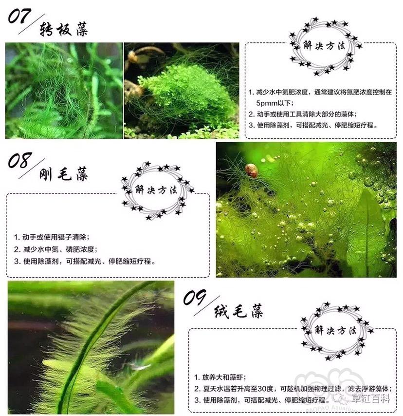 19中藻类照片以及方法-图4