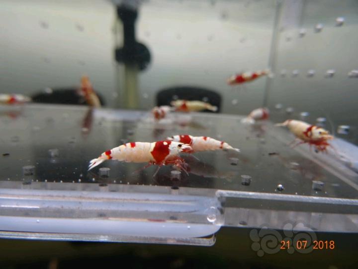 【虾】2018-7-21#RMB拍卖红白母虾一份15只-图5