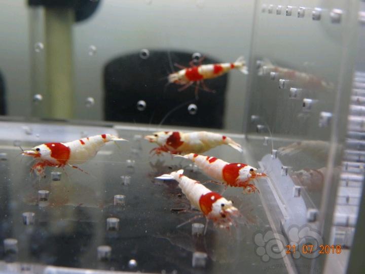 【虾】2018-7-21#RMB拍卖红白母虾一份15只-图3