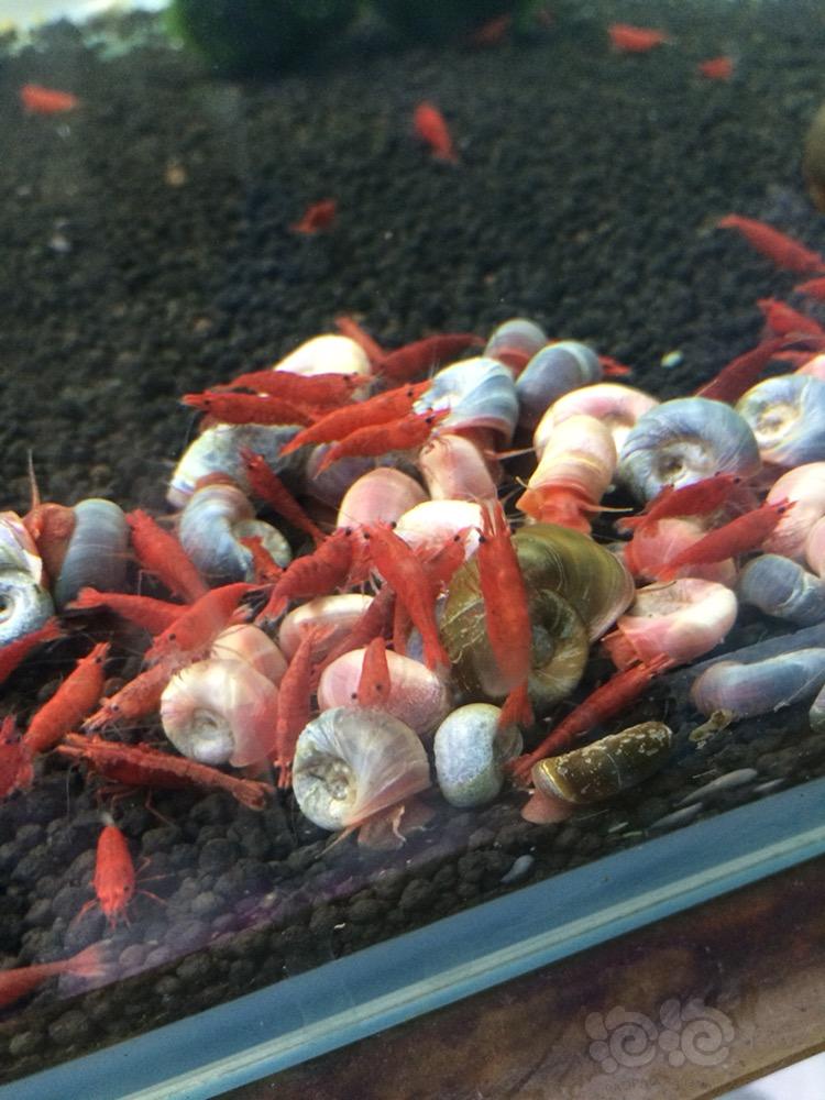出售 集火下的小虾 当樱花出尺寸1-1.2厘米-图2