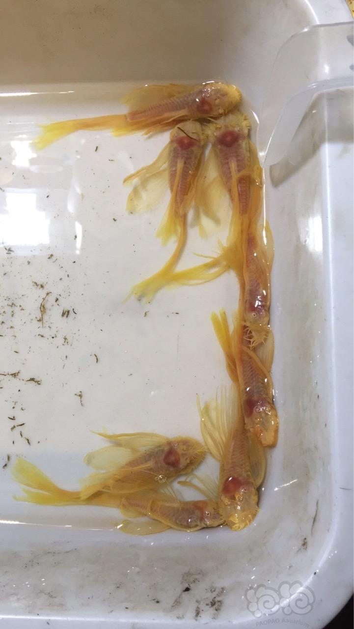 【异型】种鱼繁殖组N组，状态嘎嘎滴-图1