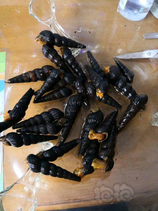 出售大和藻虾工具螺苏螺鲍鱼螺