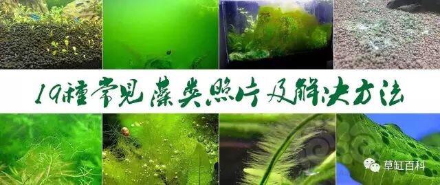 19中藻类照片以及方法-图1